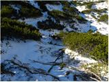 Planina Ravne - Kocbekov dom na Korošici